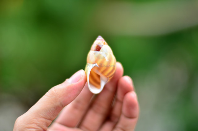 Thời xưa, người dân Trung Quốc sử dụng tiền vỏ ốc (vỏ ốc sên) để thực hiện các cuộc mua bán