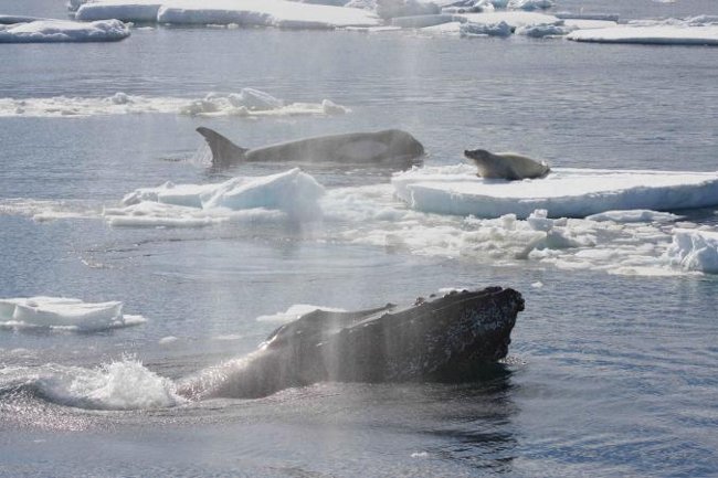 Một chú hải cẩu Weddell bị một đoàn cá voi sát thủ săn đuổi ra khỏi một tảng băng