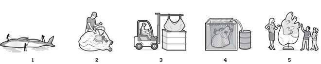 Quá trình bảo quản quả tim cá voi xanh 