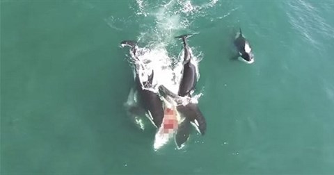 Đàn cá voi sát thủ hợp sức truy sát giết chết cá voi dài 12 mét