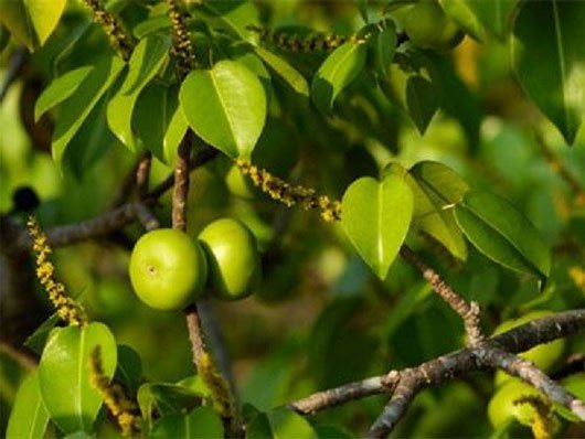 Cây Manchineel là một loại cây nổi tiếng với khả năng tự vệ và sát thủ của mình 