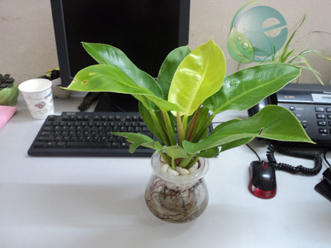 Câu trầu không/ trầu bà