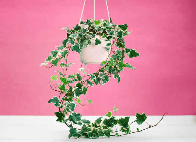 Dây thường xuân