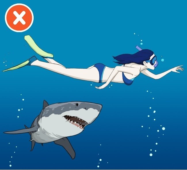 Bạn có thể sống sót khi gặp cá mập bằng cách đứng yên