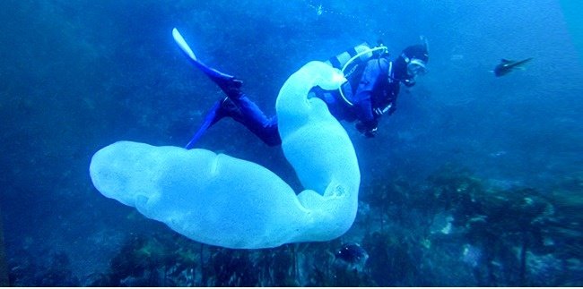 Pyrosome — một con sâu rỗng dài hơn 30 mét trong lòng đại dương
