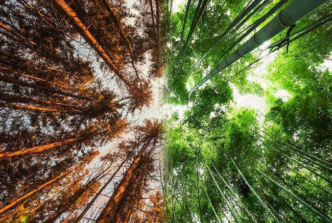 Rừng ở Na Uy và rừng ở Nhật Bản