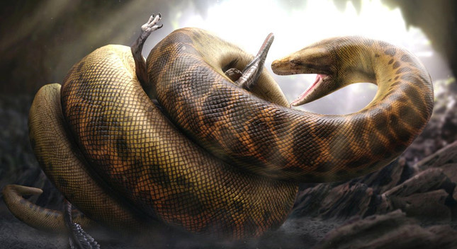 Titanoboa lại được mệnh danh là "chúa tể rừng nhiệt đới" thống trị khu vực đầm lầy