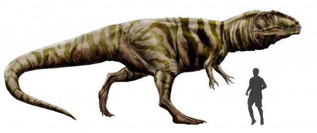 Kích thước của một con khủng long Giganotosaurus so với một người