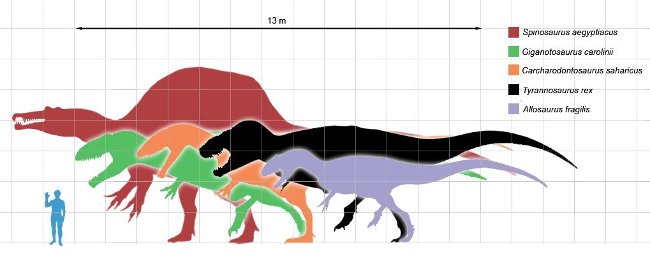 So sánh giữa kích thước của T-rex (màu đen) và Giganotosaurus (màu cam)