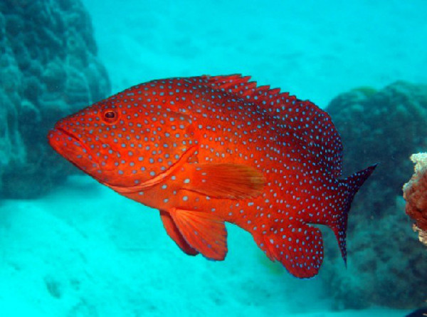 Một số loài cá sử dụng ngôn ngữ kí hiệu