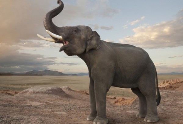 Voi có giọng nói và ngôn ngữ riêng