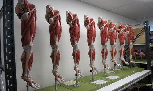 Sau nghiên cứu, thi thể sẽ được mang đi hỏa táng