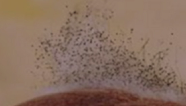 Các độc tố nấm trong nhà có thể khiến bạn bị bệnh