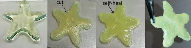 Khả năng tự chữa lành khi bị tổn thương