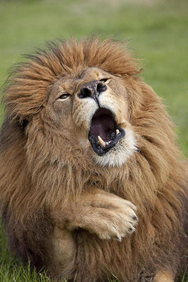 Buồn ngủ quá, ngáp sái cả quai hàm rồi!