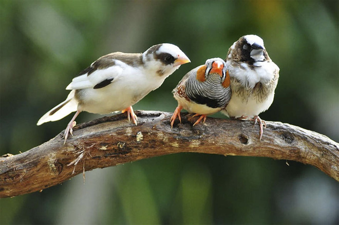Thì thầm gì đấy, hóng với!