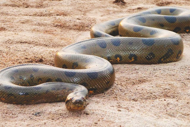 Con rắn to nhất từng được ghi nhận &quot;khủng&quot; đến cỡ nào? - QuanTriMang.com