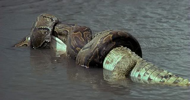 Cá sấu là thức ăn ưa thích của loài trăn khổng lồ này
