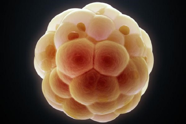 Những người sống sót sau ung thư là chỉ có 1/3 khả năng mang thai