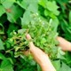 Đừng nhầm lẫn rau sam là cỏ dại, bạn sẽ sốc khi biết được công dụng thần kỳ của nó!