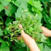 Đừng nhầm lẫn rau sam là cỏ dại, bạn sẽ sốc khi biết được công dụng thần kỳ của nó!