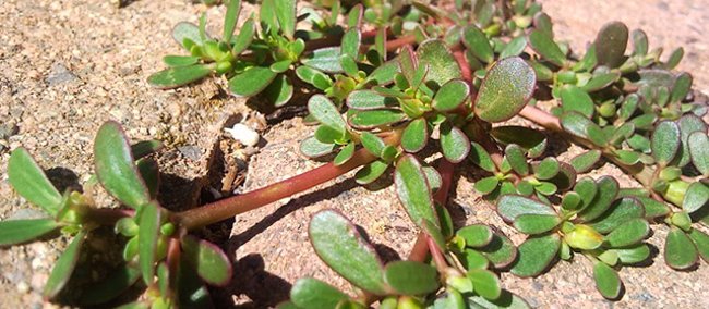 Giá trị dinh dưỡng của rau sam