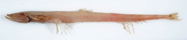 Loài cá có thân sau rất dài này được đặt tên là Shortarse Feelerfish