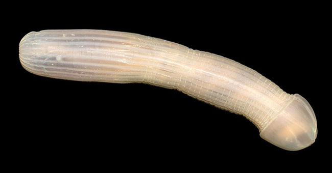 Họ gọi loài sinh có miệng nhỏ, thân mình giống loài sứa, nhưng lại không hề có mặt này là "Peanut Worm"