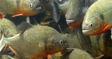 Rơi xuống sông, cò con bị đàn piranha xơi tái trong nháy mắt