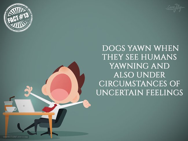 Chó cũng có thể ngáp khi chúng nhìn thấy con người ngáp và trong những trường hợp cảm xúc không ổn định