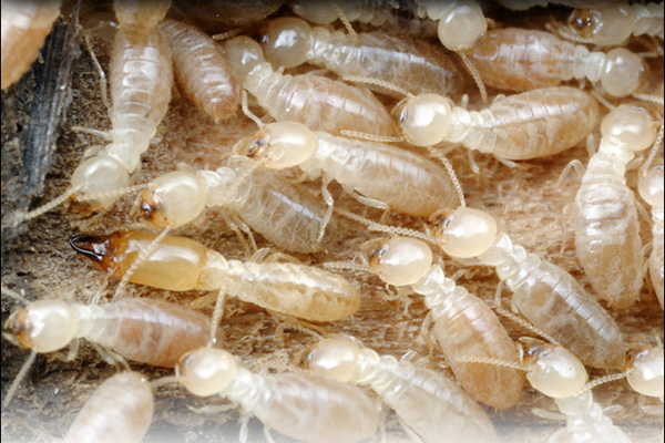 Mối có hiệu suất xì hơi lớn hơn bất cứ loài nào