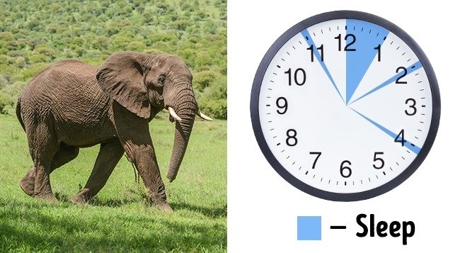 Ngủ theo kiểu “Everyman” — 2,5 giờ/ngày