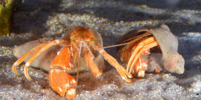 Bất ngờ khám phá ra loài cua ẩn sĩ độc đáo mới ở Nam Phi