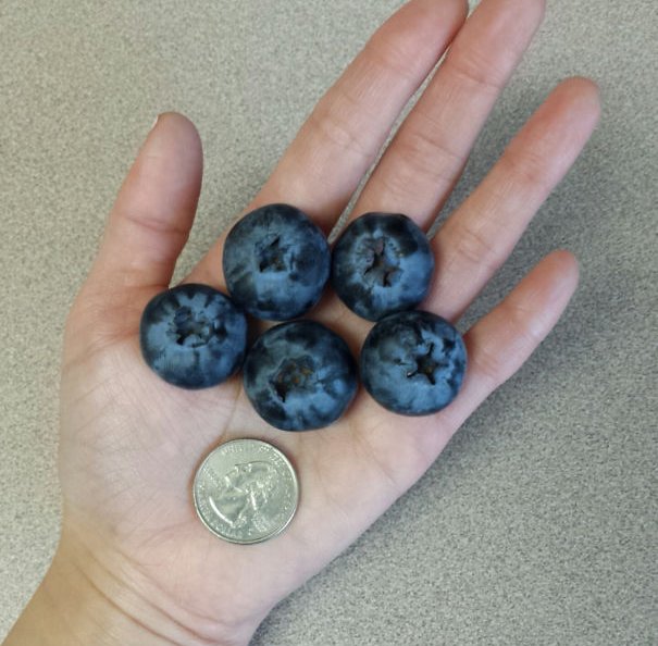 Những trái việt quất "đại bự"