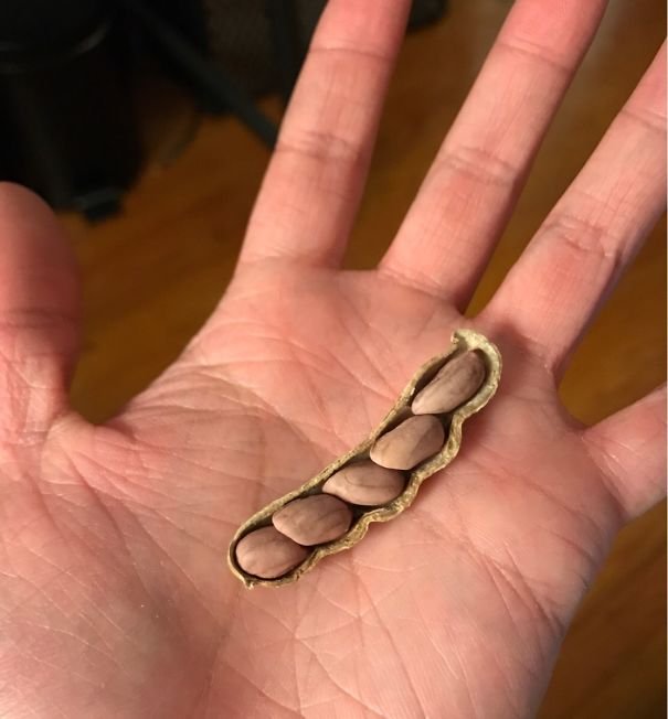 5 anh em có phúc cùng hưởng, có họa thì cùng "vào miệng"