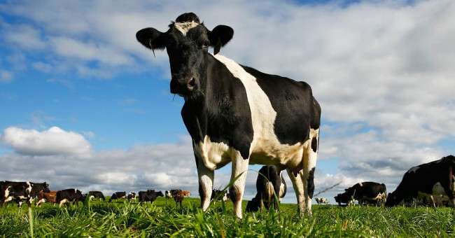 Hệ miễn dịch của bò có khả năng tạo ra kháng thể chống virus HIV