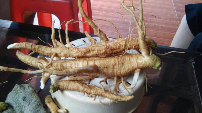 Củ cây thương lục có hình dạng rất giống củ sâm 