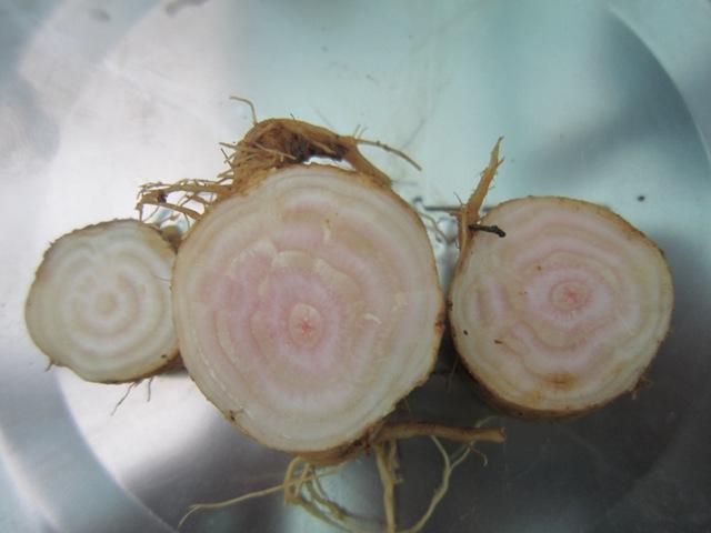 Củ cây thương thục 