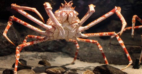 Lựa chọn đúng thời điểm, cá đuối dễ dàng xẻ thịt cua nhện khổng lồ