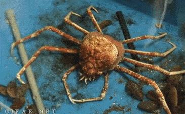 Cua nhện khổng lồ lột xác 
