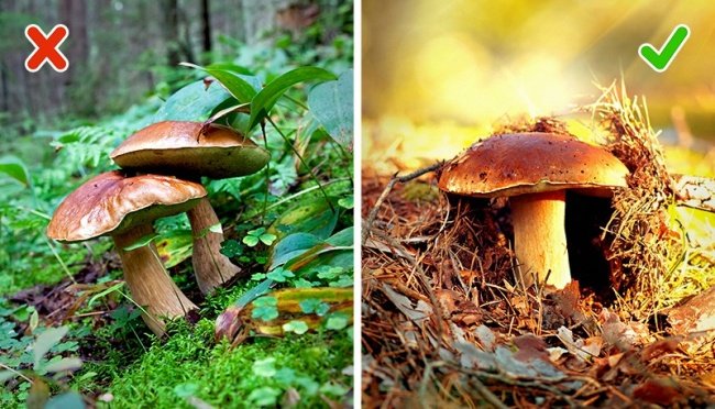 Phân biệt nấm thường và nấm độc