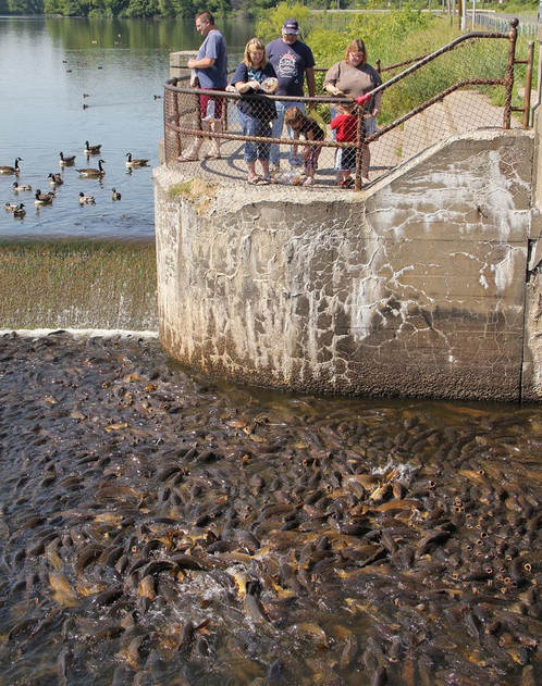 Đập tràn Linesville là nơi cư ngụ của chục nghìn con cá chép