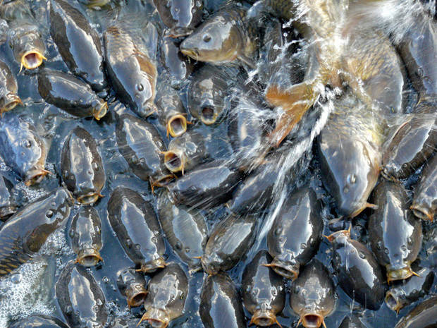 Đàn cá dày đặc đến nỗi chúng không có chỗ để quẫy đuôi 