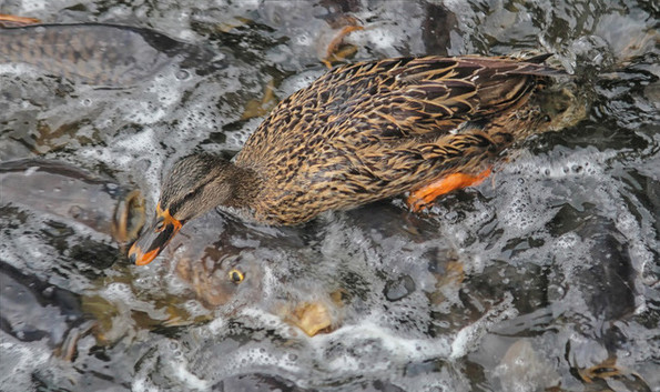 Thậm chí có những lúc đàn cá tập trung quá dày đặc khiến từng đàn vịt trời có thể nhảy lên trên lưng lũ cá 
