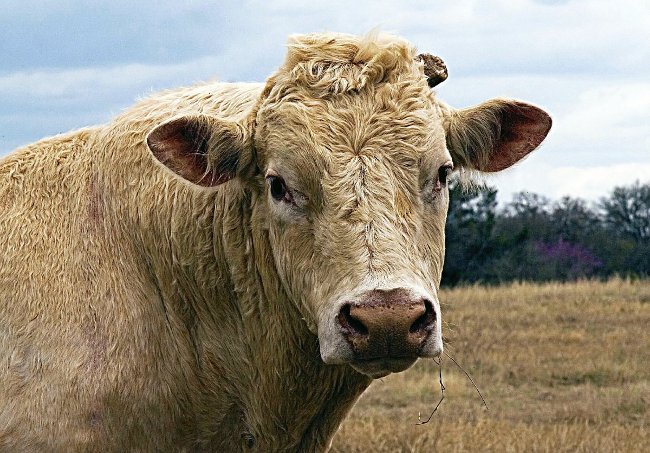 Từ năm 4 tuổi đến năm 16 tuổi, Jeff Bezos dành kỳ nghỉ hè của mình tại nông trại của ông ngoại ở bang Texas