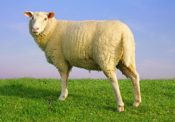 Cừu có thể sản sinh ra 8kg khí metan mỗi năm