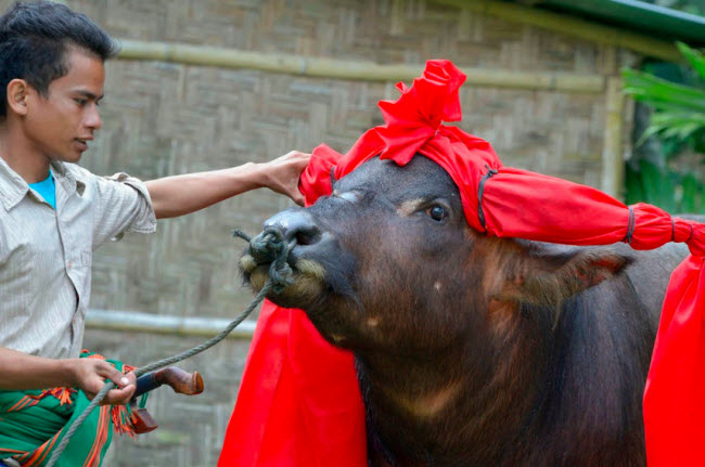 Ngày nay, đối với những người theo đạo Marapu trên đảo Sumba trâu vẫn là biểu tượng chính