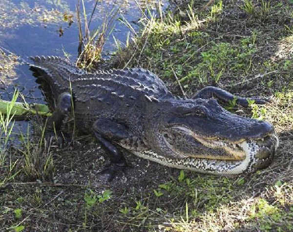 Cá sấu ăn thịt trăn khổng lồ 