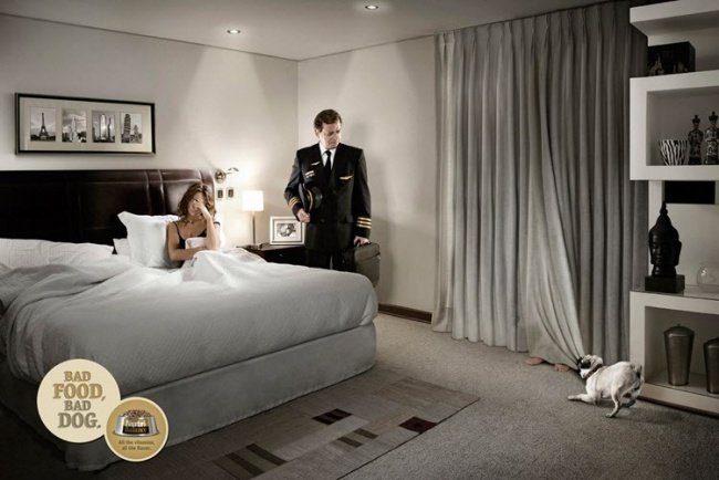 Chó cưng sẽ luôn làm phiền bạn nếu thức ăn của chúng không ngon