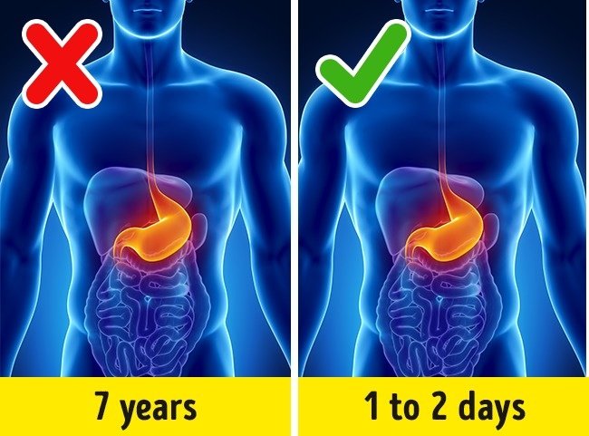 Nếu nuốt một miếng kẹo cao su, nó sẽ ở trong bụng bảy năm